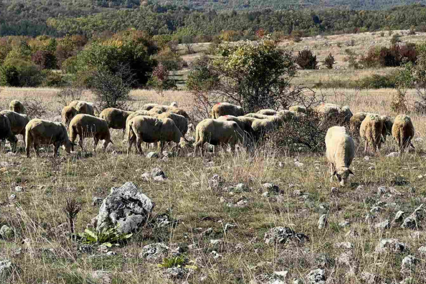 Šteta teška 5.000 evra! Srbinu sa KiM Kurtijevi poslušnici ukrali i ubili stado ovaca!