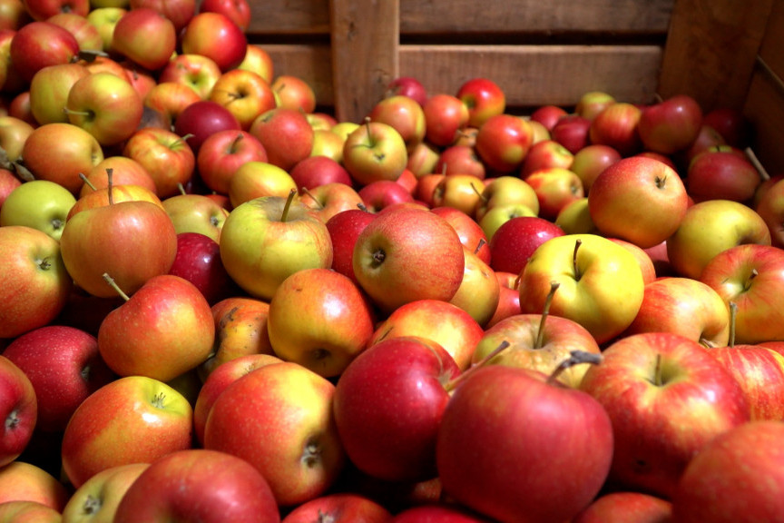 Srpska jabuka stigla do Indije: Izvoz voća na nova tržišta naša ogromna šansa