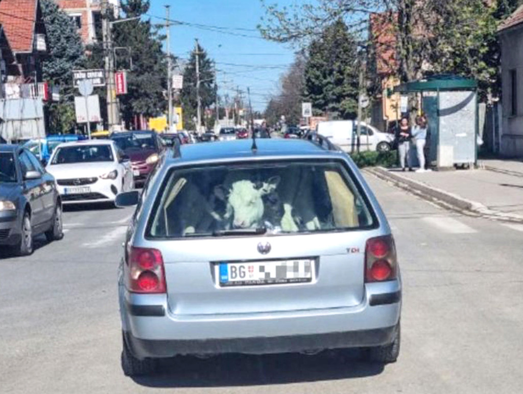 Tele Stavili U Gepek Golfa Pa Ga Vozili Kroz Jakovo