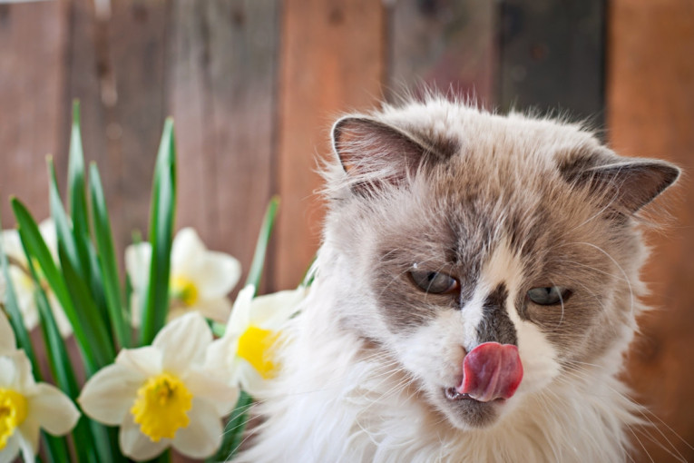 Tri mirisa koja ljudi obožavaju, a mačke ne mogu da podnesu: Držite ih podalje od njih