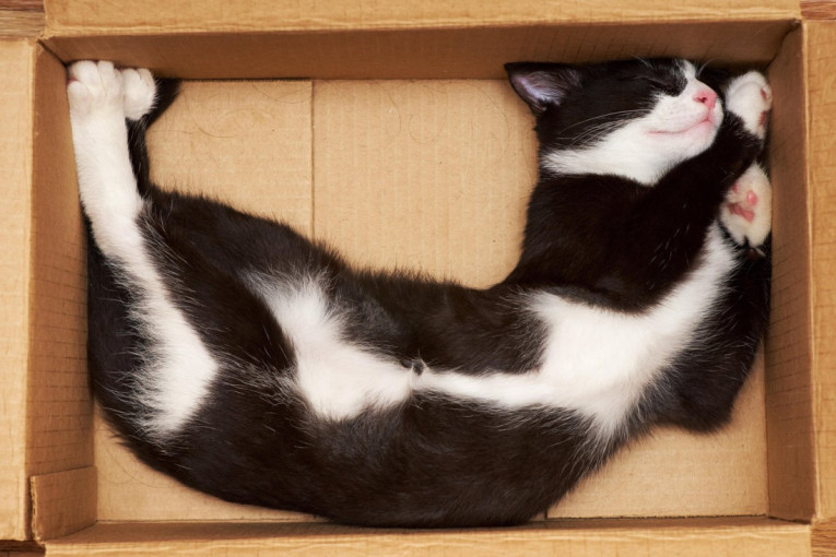 Više sreće nego pameti: Američka porodica greškom poslala mačku poštom u drugu državu
