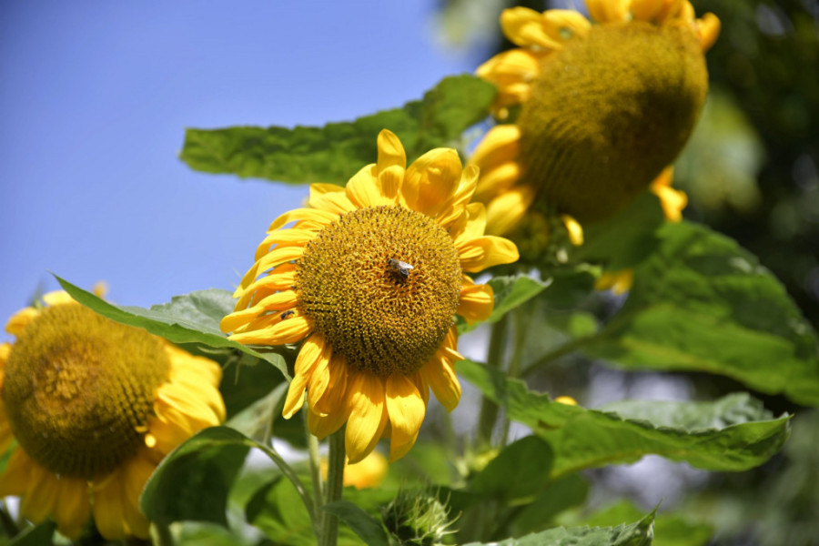 Mali cvetni bonton: Sa cvećem je tako teško i tako lako pogrešiti - ako svojoj dami poklonite magnoliju, nagrabusili ste