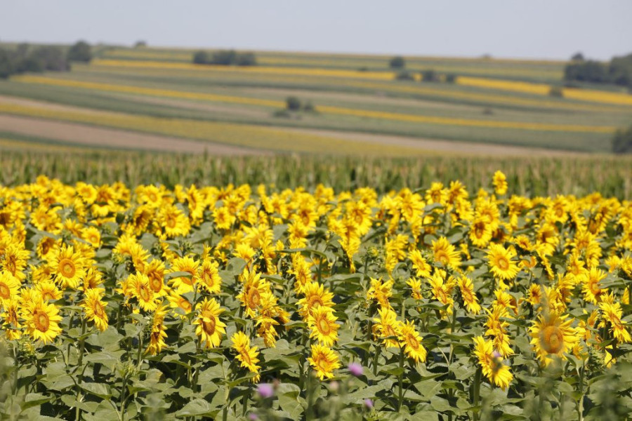 Uspešna žetva: "Imaćemo tri miliona tona pšenice i rekordne zalihe"