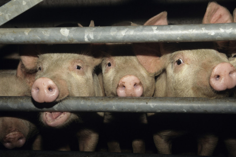 Eutanazirane svinje zbog kuge u Aleksincu