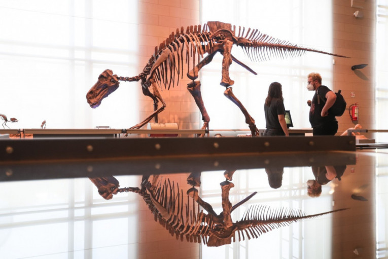 Aukcijska kuća "Kristi" planira da proda skelet dinosaurusa
