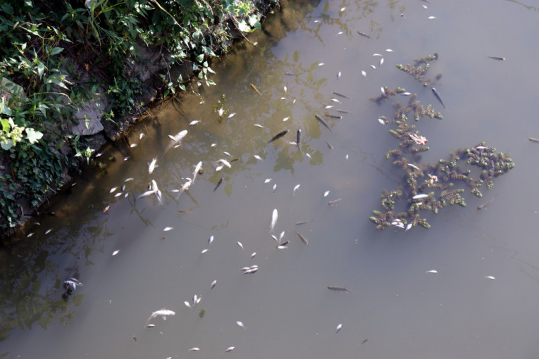 Riba u Belici otrovana? Uginule plutaju ispod mosta u Jagodini, preživeli primerci se bore za vazduh