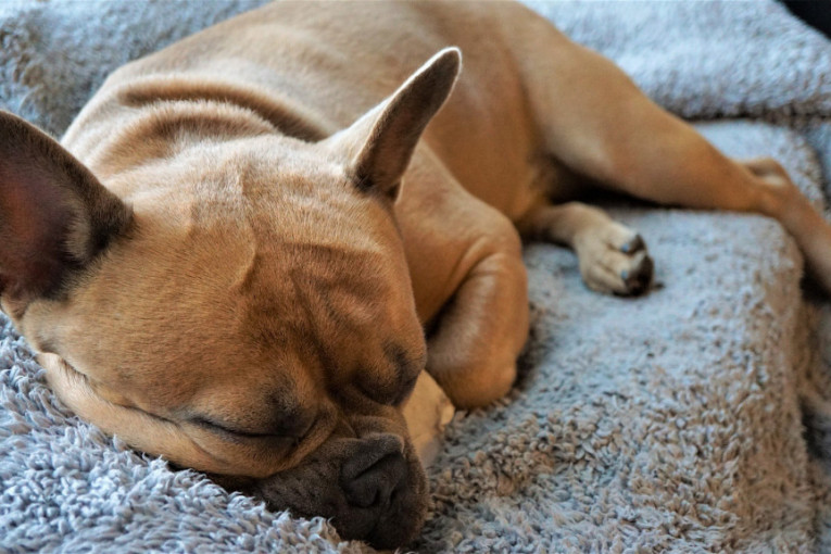 Nema razloga za brigu: Evo zašto psi grebu mesto na kojem će spavati