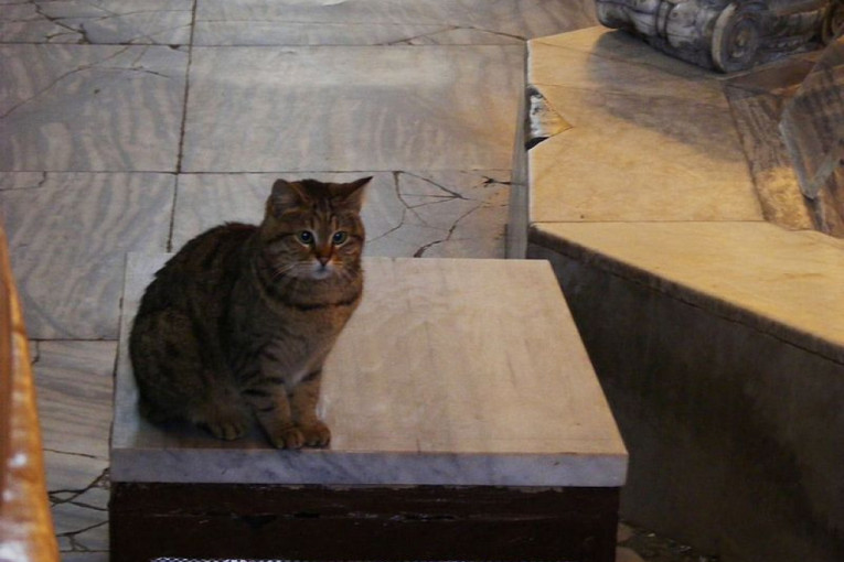 Mačka Gli u Aja Sofiji živi već 16 godina (VIDEO)