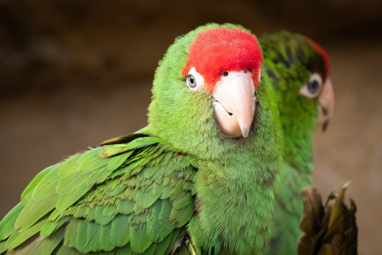 Ptice u stanu: Papagajska bolest i kako protiv nje