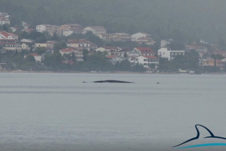 Snimljen i drugi veliki kit u Jadranu (VIDEO)