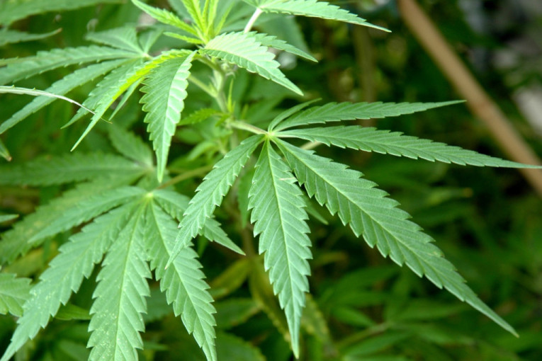Hapšenje u Negotinu: U stanu muškarca pronađeno više od kilogram marihuane