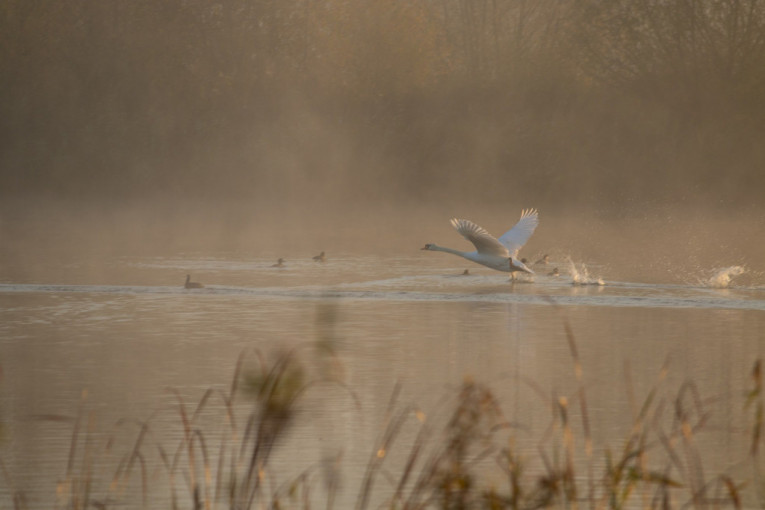 Pesticidi i kanalizacija ubili labudove na levoj obali Dunava