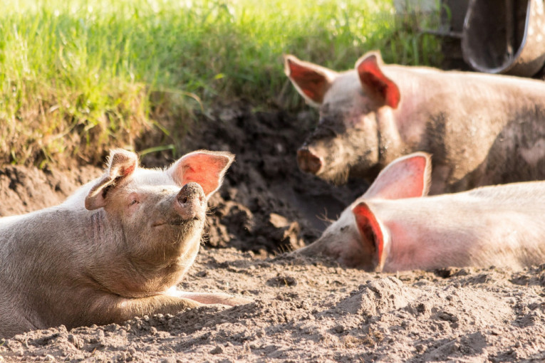 Najveći kompleks svinjarskih farmi na svetu proizvodiće 2,1 milion prasadi godišnje