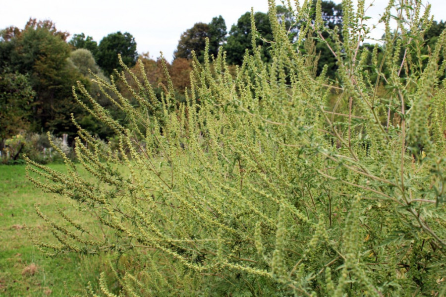 Poremećaj klime! Alergeni u Srbiji 15 dana ranije nego prethodnih godina: Ambulante se pune pre proleća, pa čak do novembra