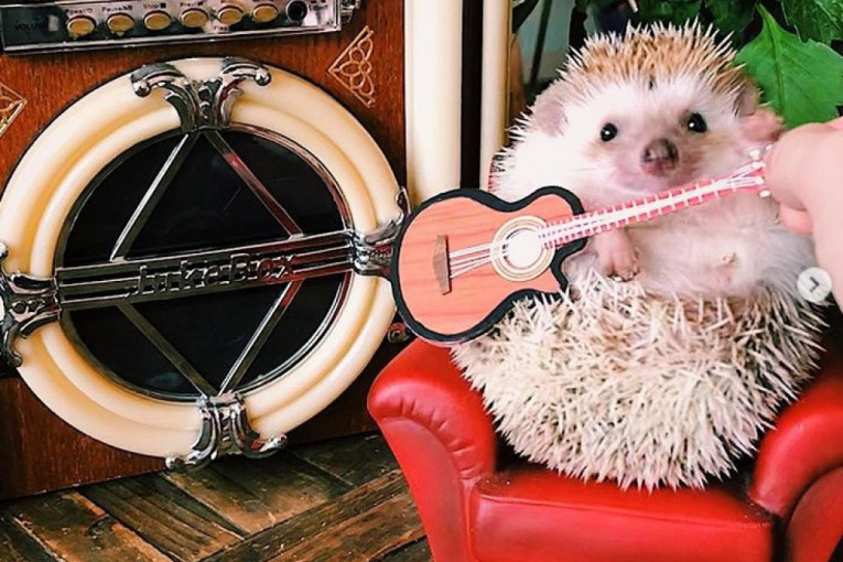 Neodoljivi ježić Darvin Instagram zvezda koja zna da se zabavlja