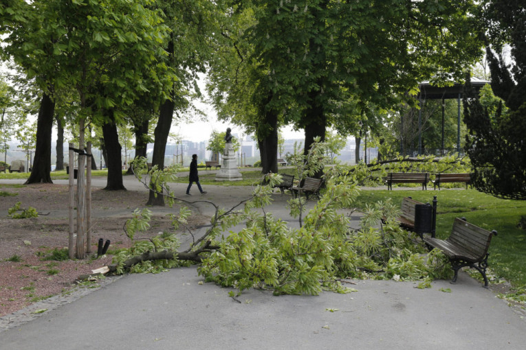 Žitelji Cerja se žale na oboreno drveće na putu: Deca ne mogu do škole da stignu