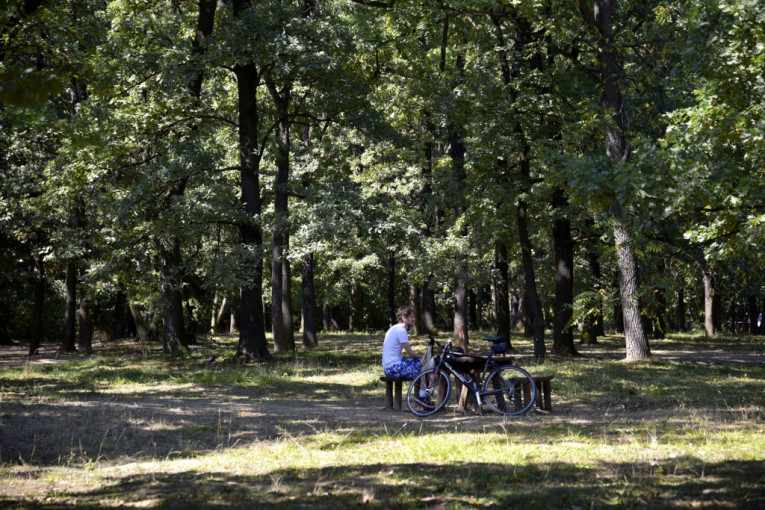 24sedam istražuje: Da li je postojećih 25.000 hektara šuma dovoljno za čist vazduh u Beogradu?