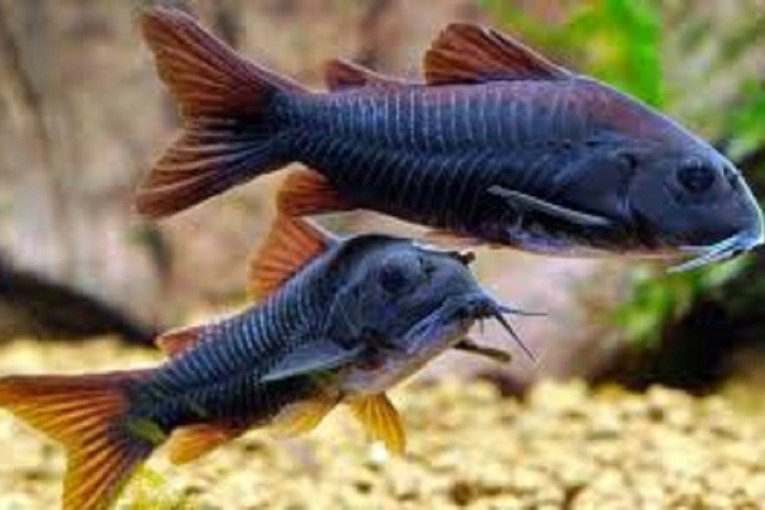 Pančevac pokušao da u kesama prokrijumčari čak 220 akvarijumskih ribica