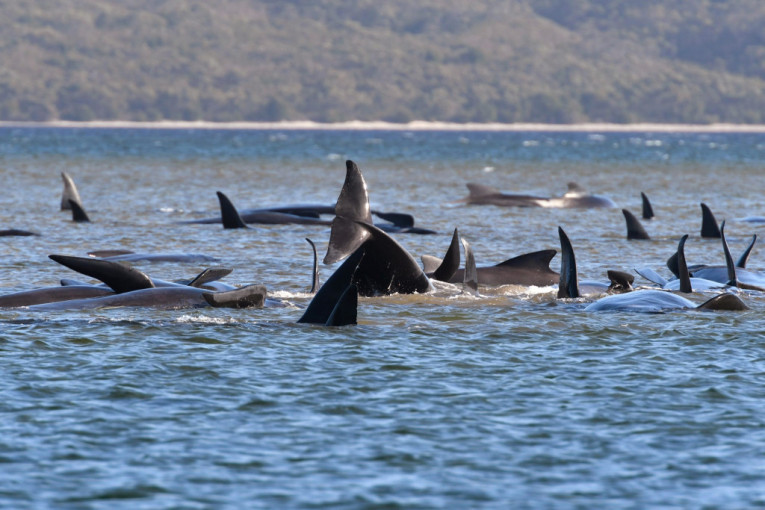 Tužne scene iz Australije: Masovno nasukivanje kitova, najmanje 90 životinja uginulo (FOTO)