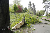 Palo još jedno stablo u Beogradu: Haos na Petlovom brdu, drvo završilo na autobusu
