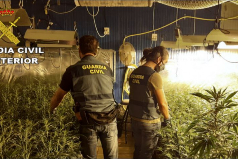 Hapšenje državljana Srbije u Španiji: U luksuznim vilama proizvodili marihuanu