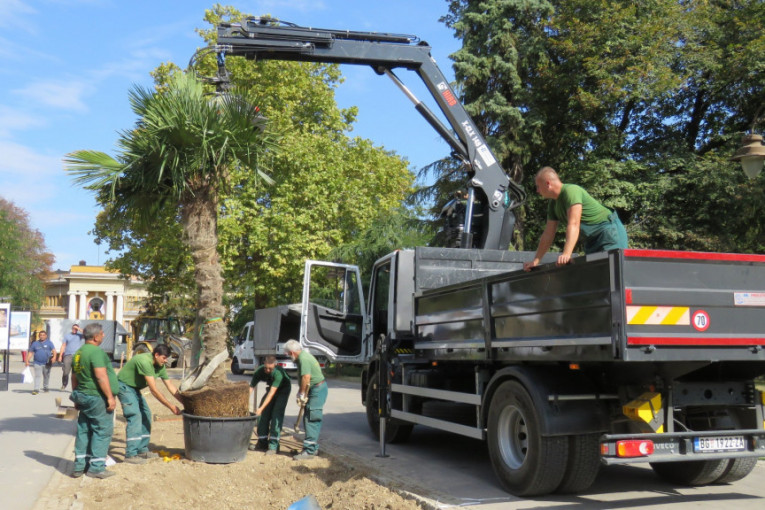 Zelenilo: Palme na Kalemegdanu nisu jedine u Beogradu, ima ih i u privatnim vrtovima
