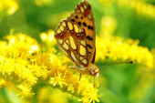 Naučnici utvrdili da preživljavanje leptira zavisi od njihove boje
