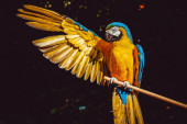 Loš uticaj: Britanski zoo-vrt sklonio grupu papagaja koji psuju