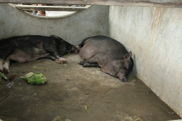 U selu Aleksandrovac pogubljene sve domaće svinje zbog kuge: Meštani kažu - očistili su selo