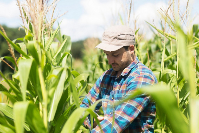 Čudno ponašanje kukuruza na Produktnoj berzi: Raste cena al’ raste i prodaja