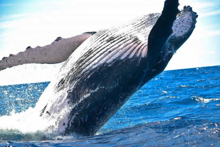 Kada pesma plavih kitova reguliše vodeni saobraćaj