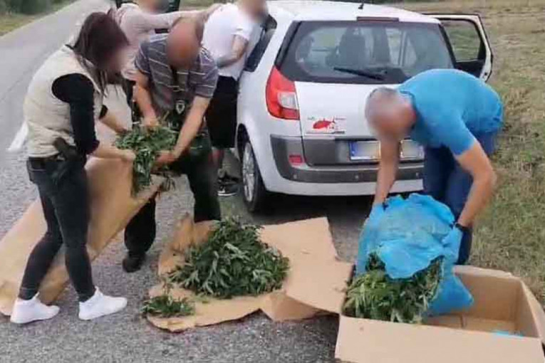 Hapšenja u Jagodini i Kragujevcu: Policija zaplenila više od 170 kilograma narkotika