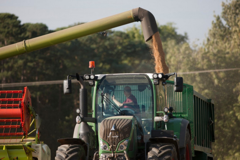 Srbija izvezla 260.000 tona pšenice: Na zalihama više od 1,7 miliona tona