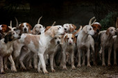 U Beogradu hara zaraza: Psi umiru za 24 sata, vlasnici u panici, obratite pažnju na simptome