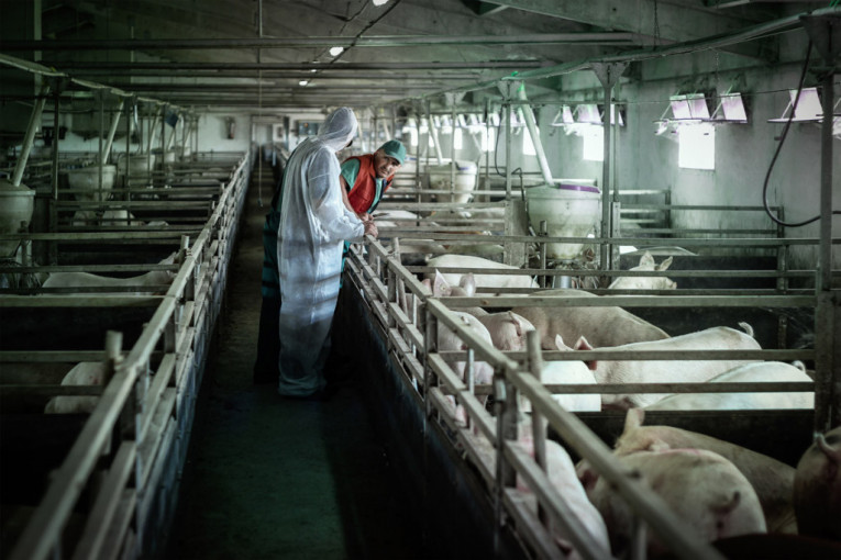 Stočari da se strpe: Svinje će koštati 1,28 evra žive vage, jagnjad 2,13