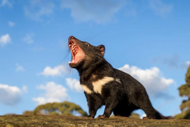 Posle 3.000 godina tasmanijski đavo vraća se u Australiju