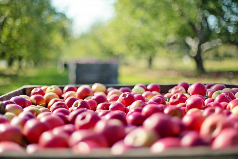 Prvi put od Tita: Kontingent domaćih jabuka krenuo ka Indiji
