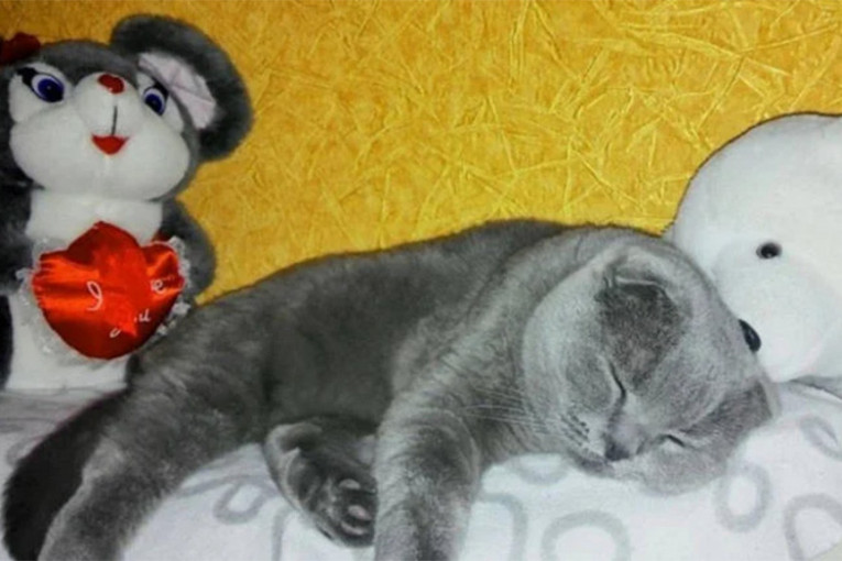To može samo u Rusiji: Mačak koji ispunjava želje prodaje se za 127.000 evra