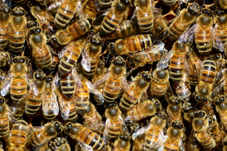 Upozorenje ratarima, ali i opštinarima: Ne trujmo pčele, trebaće nam!