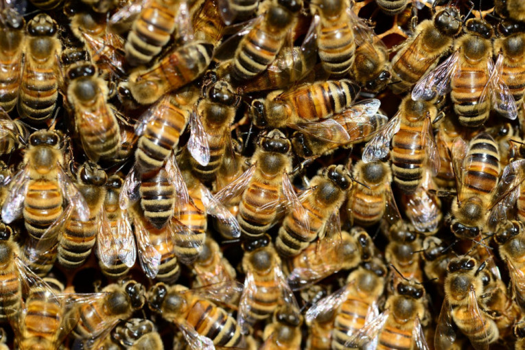 Ko će raditi umesto njih? I divlje pčele ubrzano nestaju, ugrožene flora i poljoprivreda