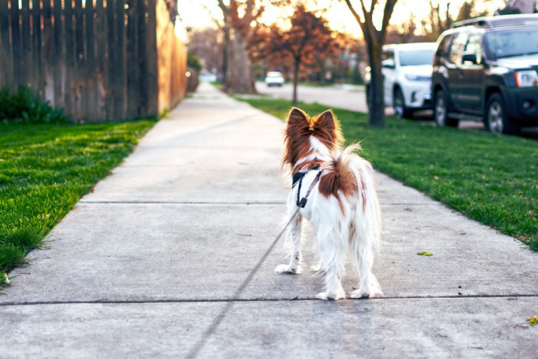 Koliko dugo vaš pas može da izdrži bez izlaska u šetnju