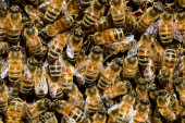 Bizarna smrt u SAD: Umro od uboda roja pčela
