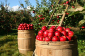 „Bum“ u izvozu voća iz Srbije: Veći devizni priliv i za privrednike i za državu