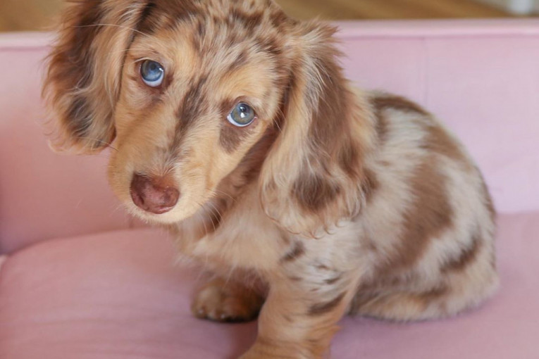 Preslatko štene jazavičara postalo zvezda Instagrama