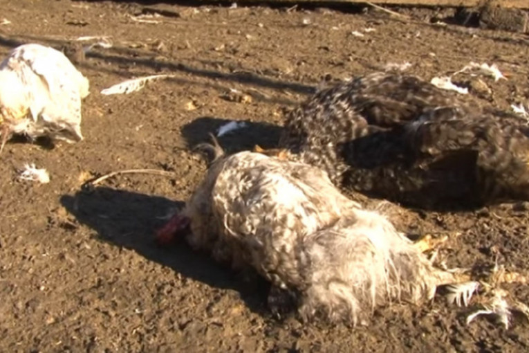 Pokolj u domaćinstvu kod Obrenovca: Psi lutalice zaklali 15 kokošaka