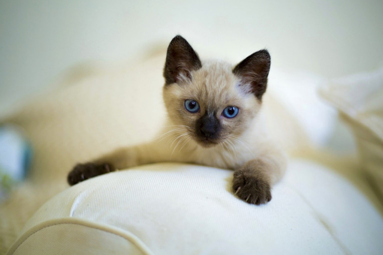 Inteligentna i dobroćudna: Pet zanimljivosti o sijamskoj mački