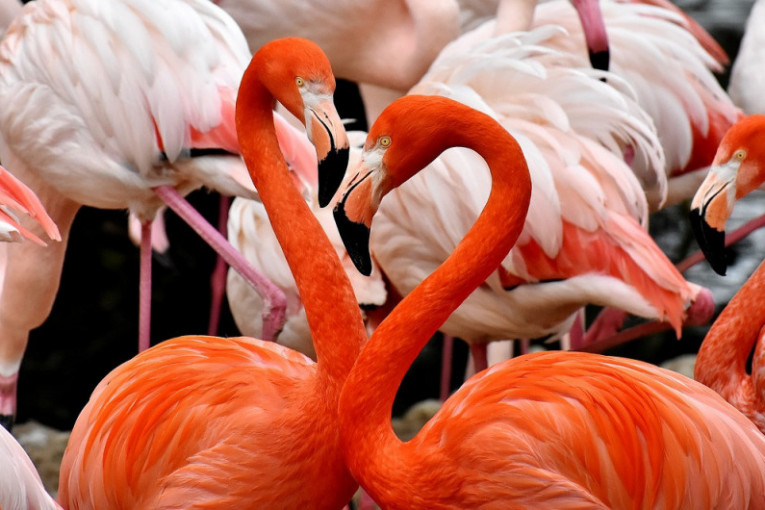 Flamingosi posle 10 godina ponovo u Tivatskom zalivu