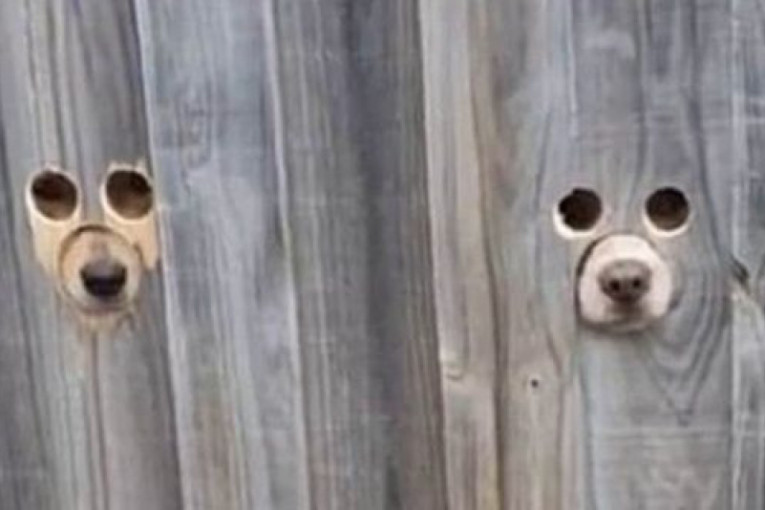 Par iz Australije izbušio rupe na ogradi da bi njihovi psi mogli da vide sve što čuju
