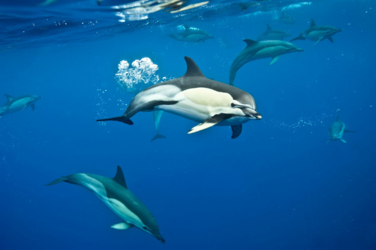 Roboti delfini mogli bi uskoro da se pojave u akvarijumima i tematskim parkovima i na taj način zamene prave životinje