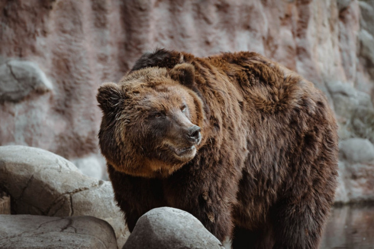 Medved ubio radnika zoološkog vrta: Sve gledali posetioci iz punog autobusa